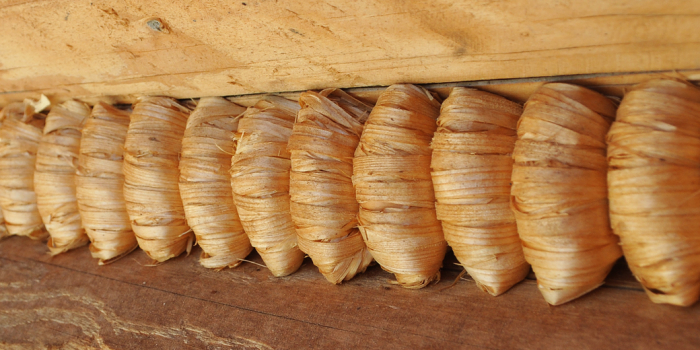 Mszenie budynków z drewna